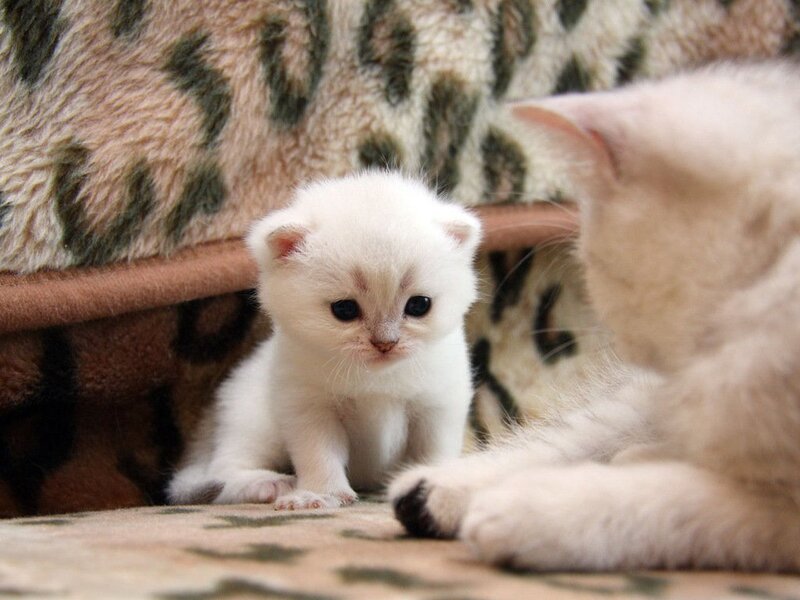 White Kitten with Mother — Calm, Photograph