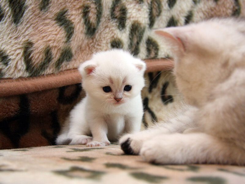 White Kitten with Mother — Calm