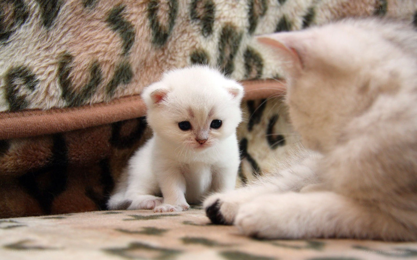 White kitten with mother cat
