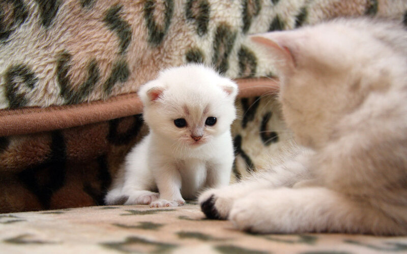 White Kitten with Mother