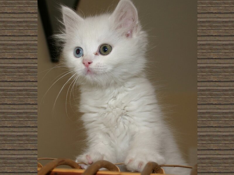 white kitten with odd eyes