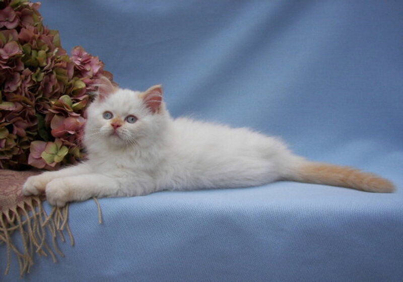 White Kitten with Orange Tail