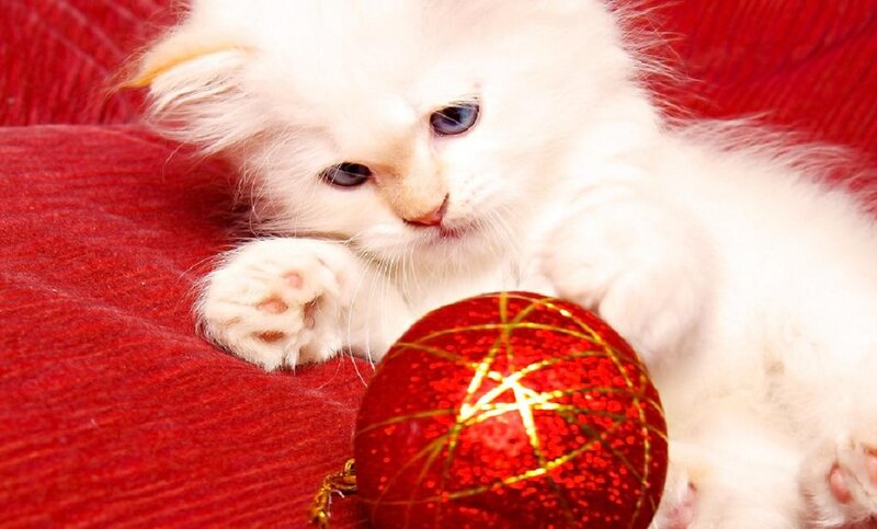 White Kitten with Ornament — Red, Calm, Photograph, Red Ornament, Red Fabric
