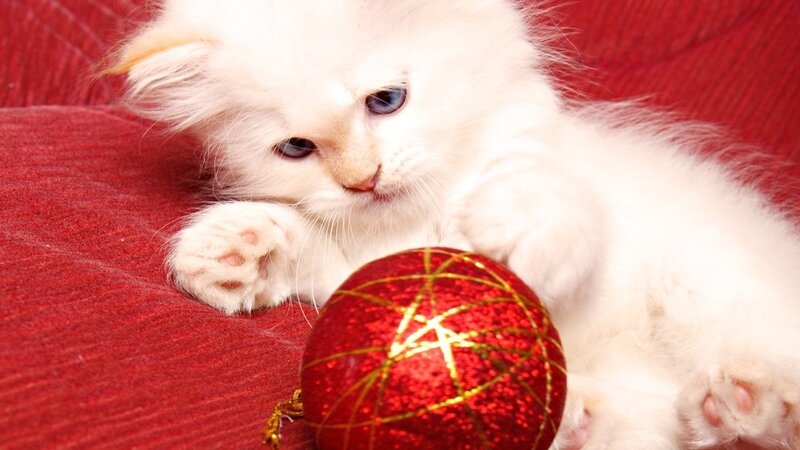 White Kitten with Ornament — Red, Calm, Photograph, Red Ornament