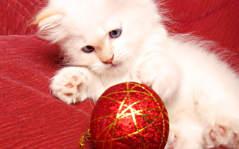White Kitten with Ornament — Red, Calm, Photograph