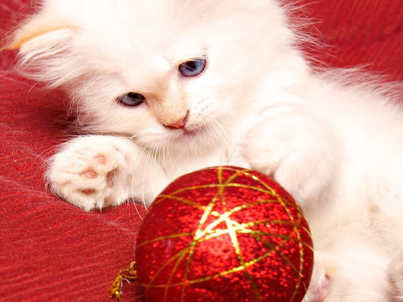White Kitten with Ornament — Red, Calm