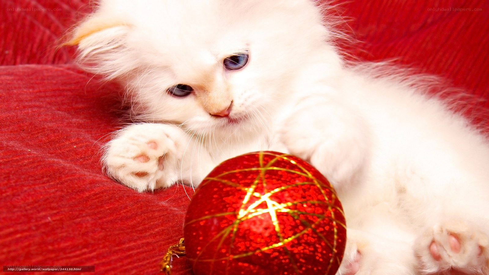 white kitten with ornament