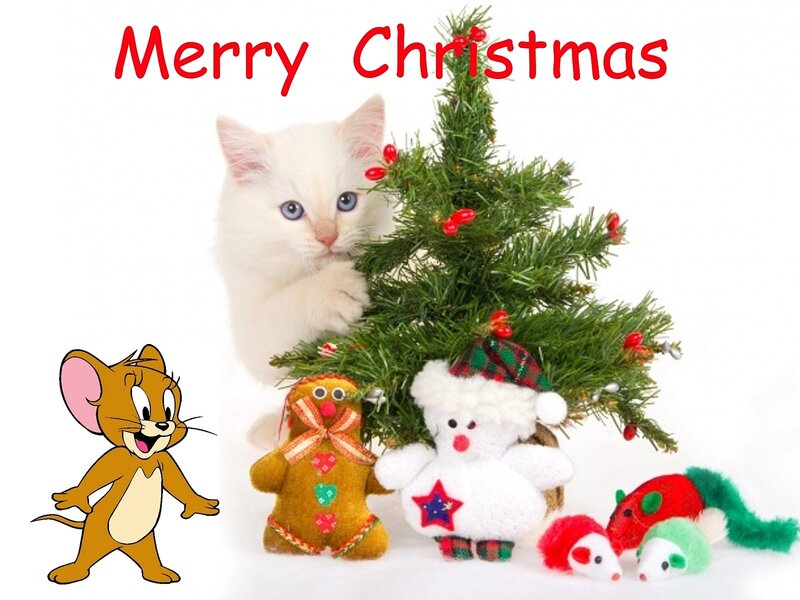 White Kitten with Ornaments — Festive