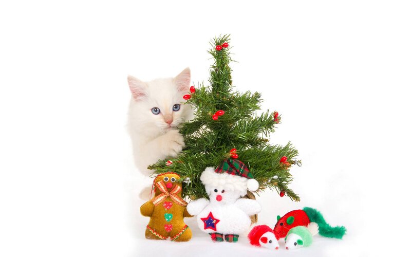 White Kitten with Ornaments — Festive, Winter, Photograph