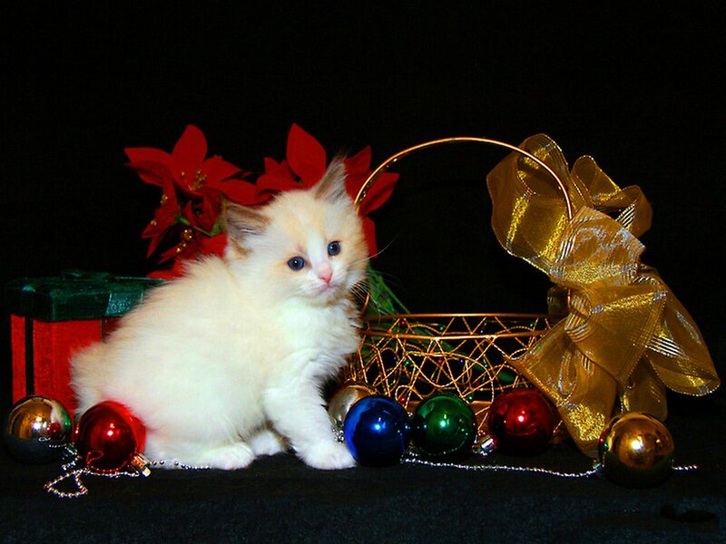 White Kitten with Ornaments — Festive, Winter