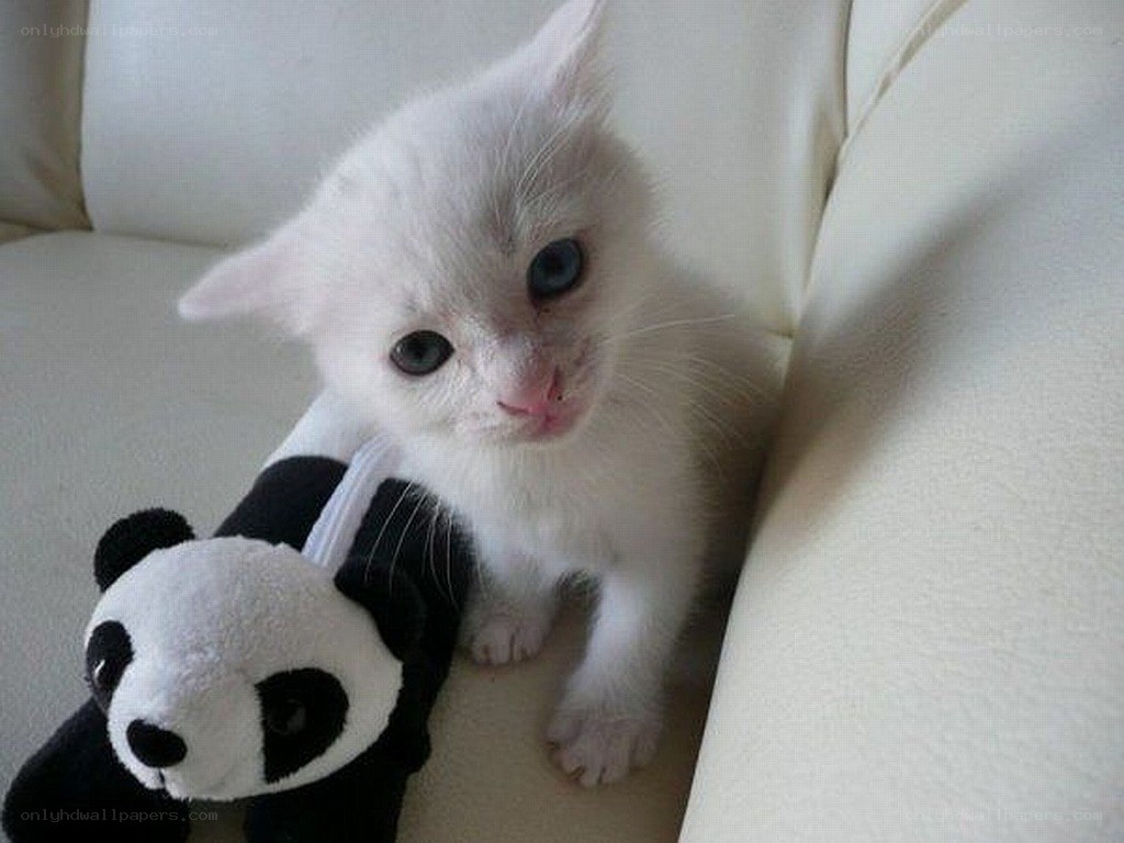 White kitten with panda toy