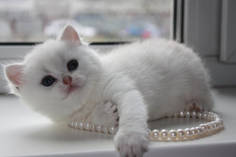 white kitten with pearls