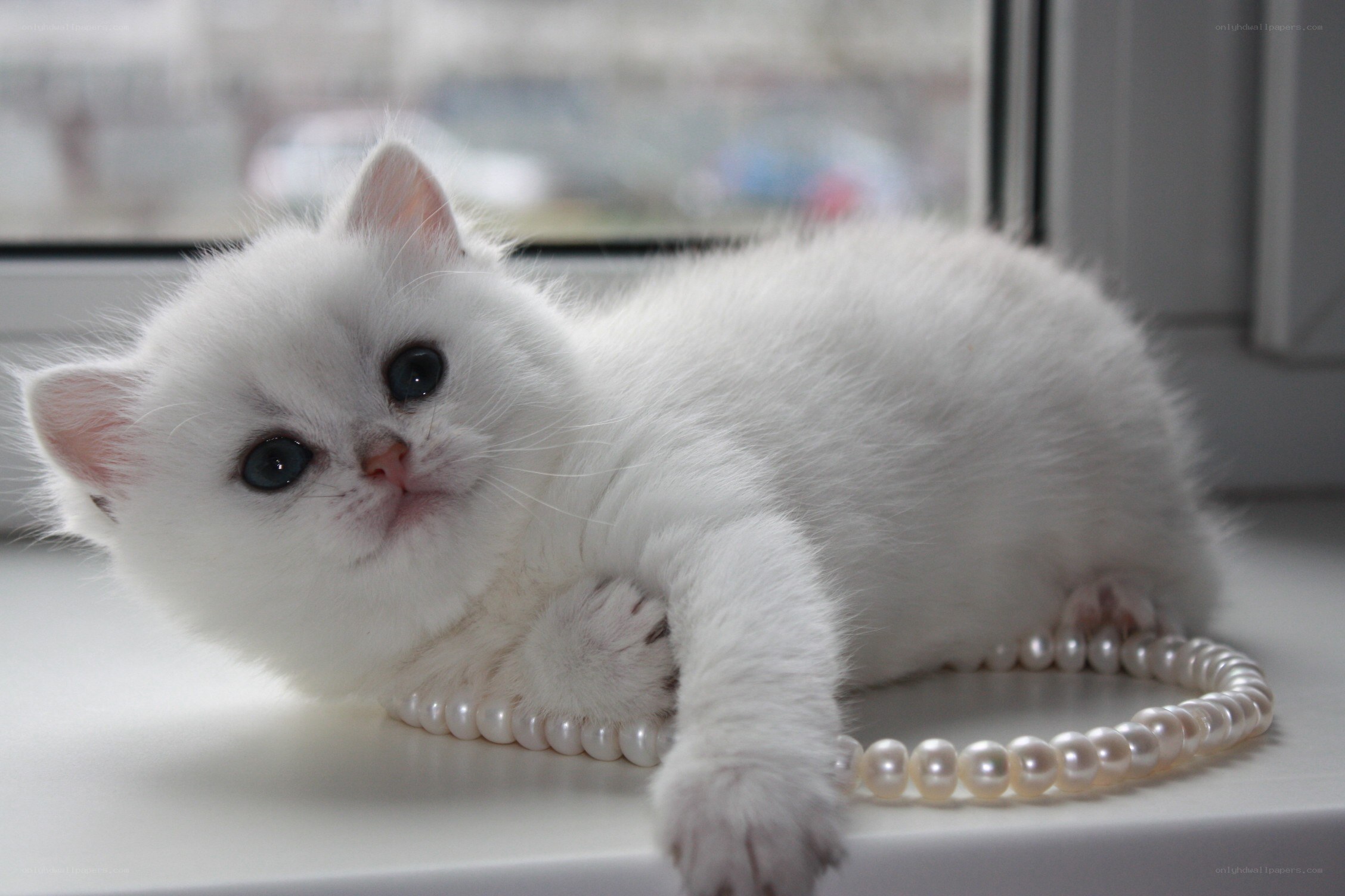 white kitten with pearls