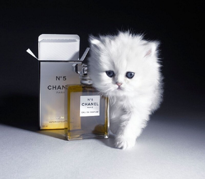 White Kitten with Perfume