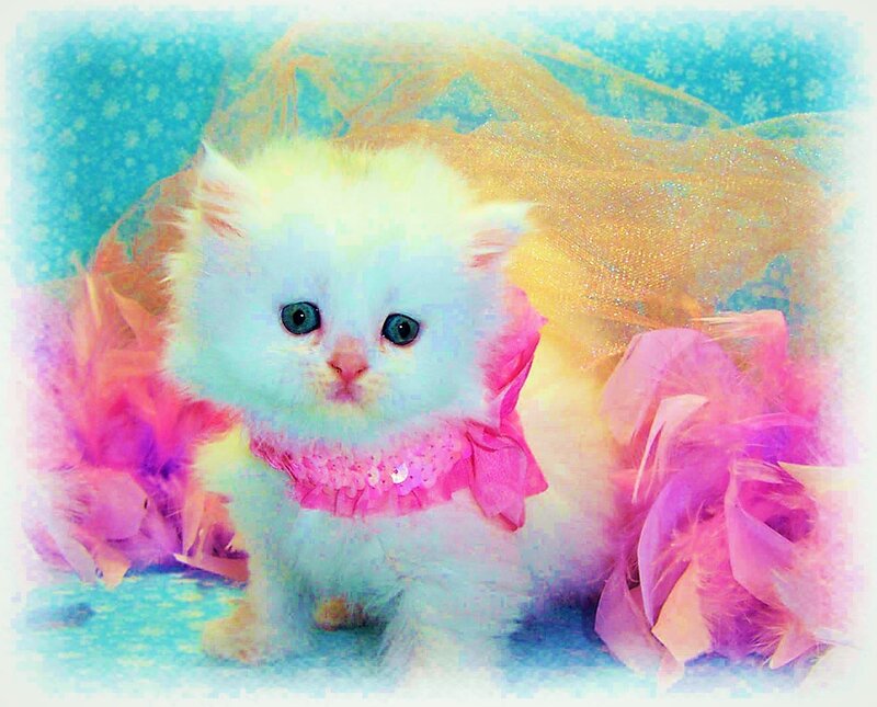 White Kitten with Pink Collar — Playful
