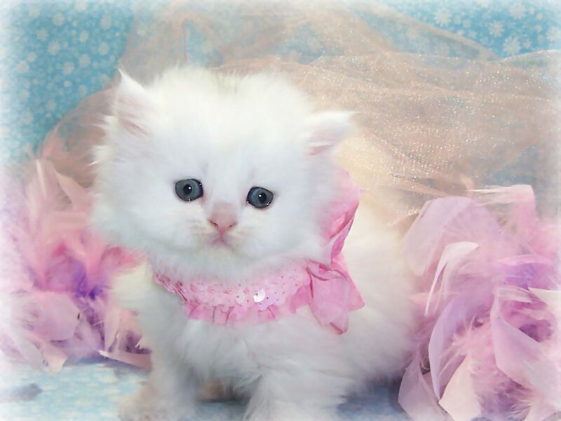 White Kitten with Pink Collar