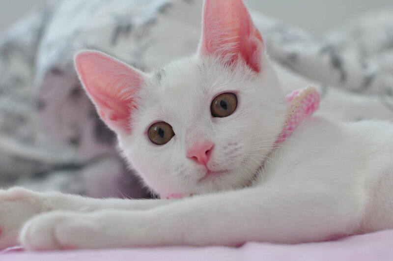 White Kitten with Pink Ears — Calm