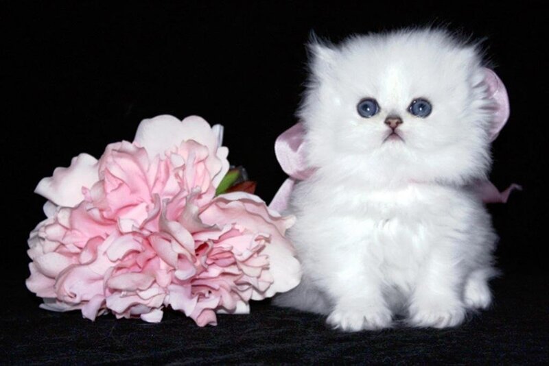 White kitten with pink flower