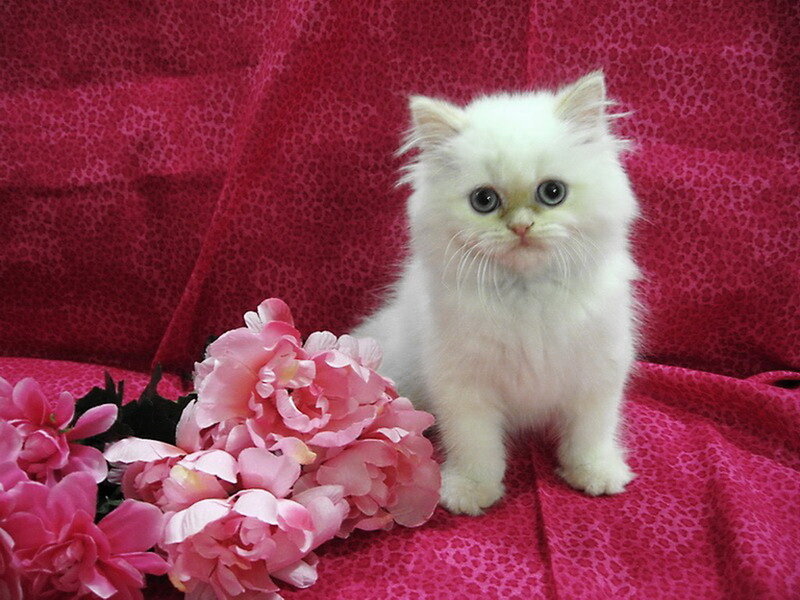 White Kitten with Pink Flowers