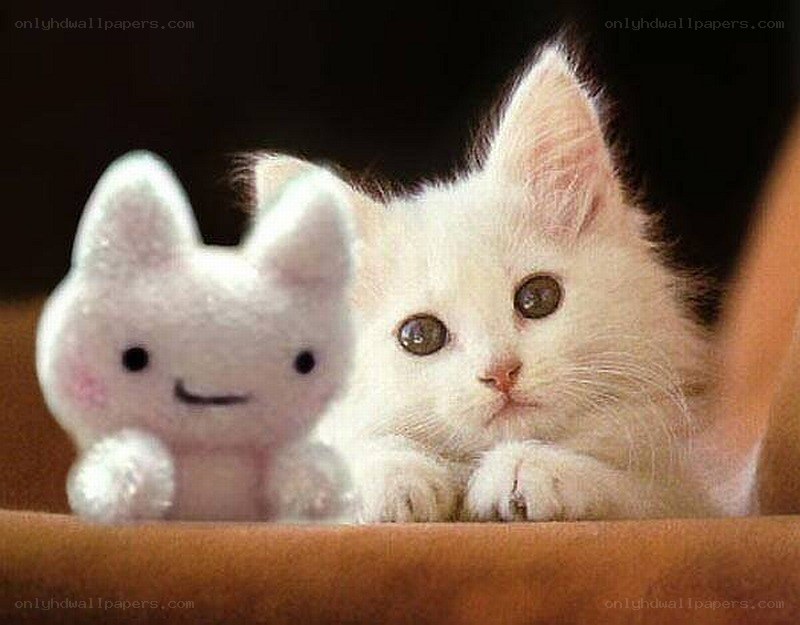 White kitten with plush toy