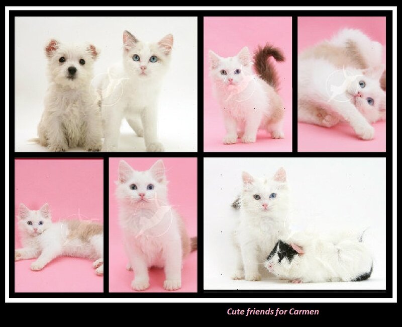 White Kitten with Puppy