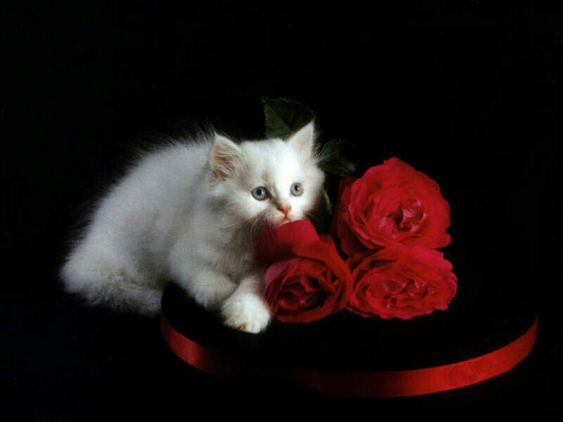 white kitten with red roses