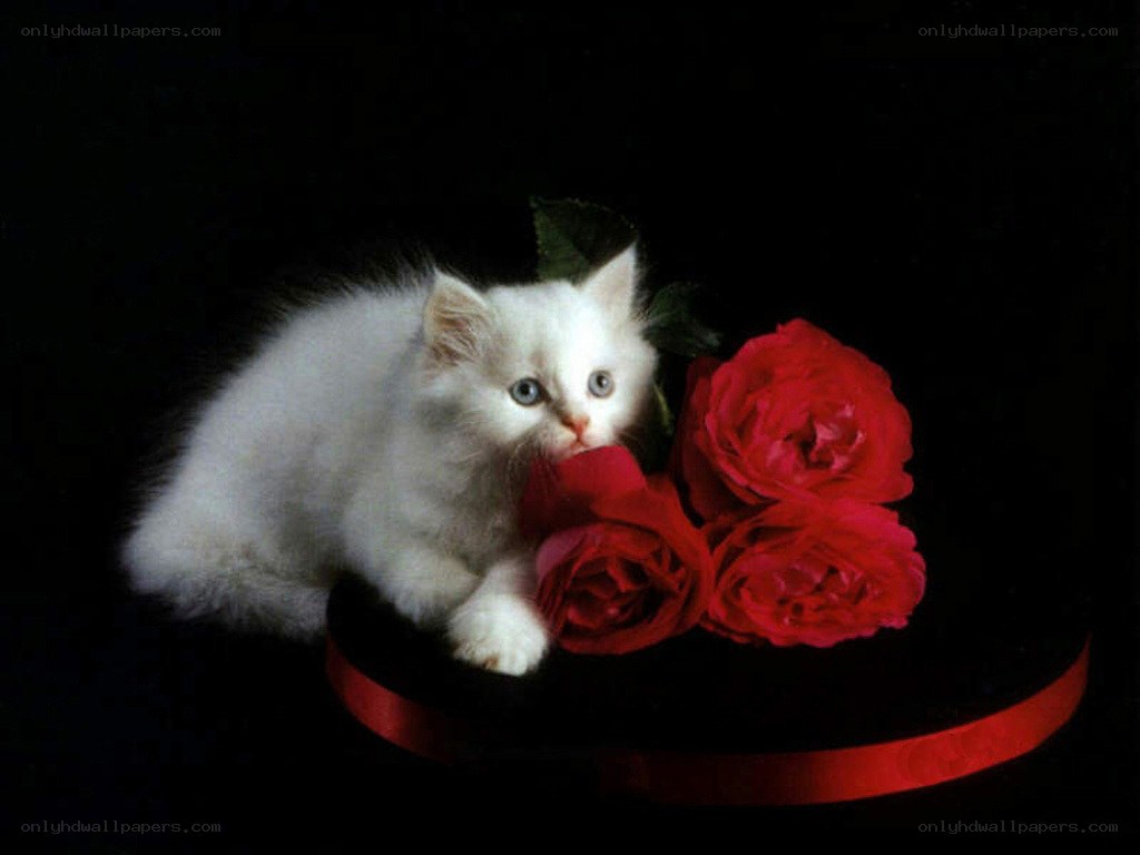 white kitten with red roses