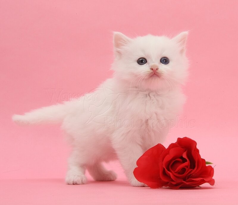White Kitten with Rose