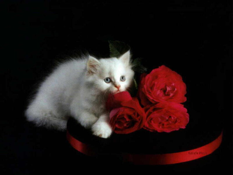 White Kitten with Roses — Dramatic, Photograph, Black Background