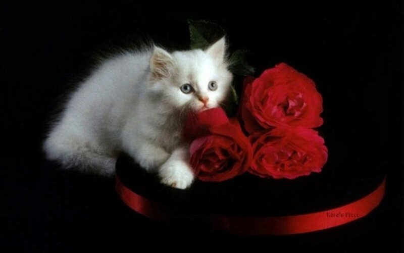 White Kitten with Roses — Dramatic, Photograph