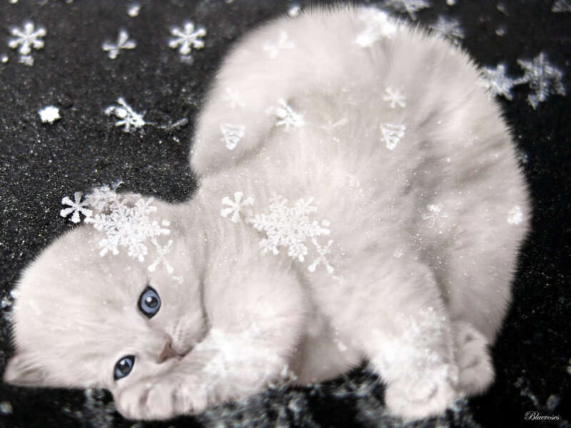 White Kitten with Snowflakes