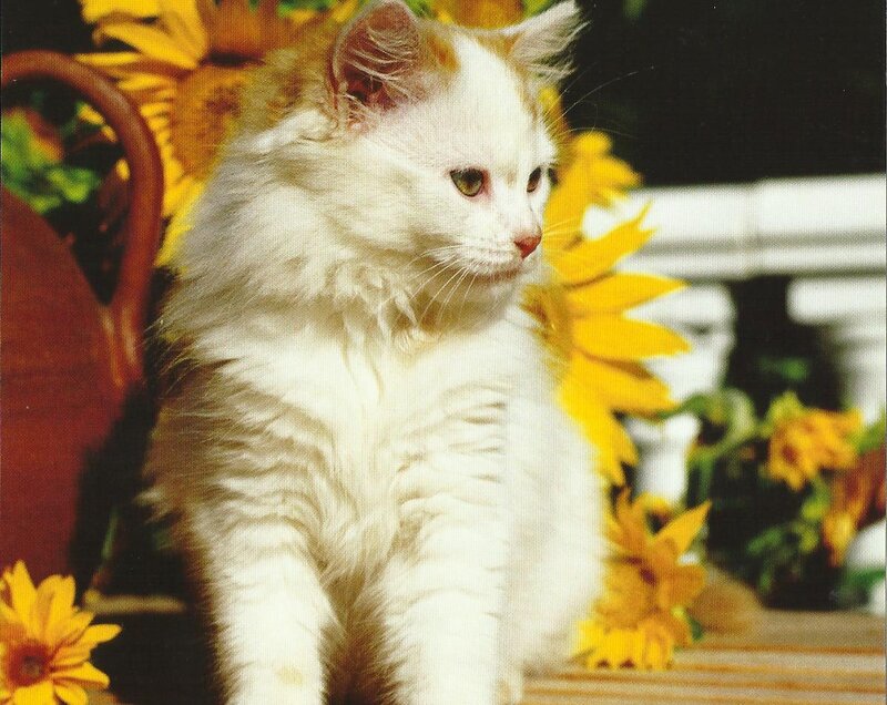 White Kitten with Sunflowers