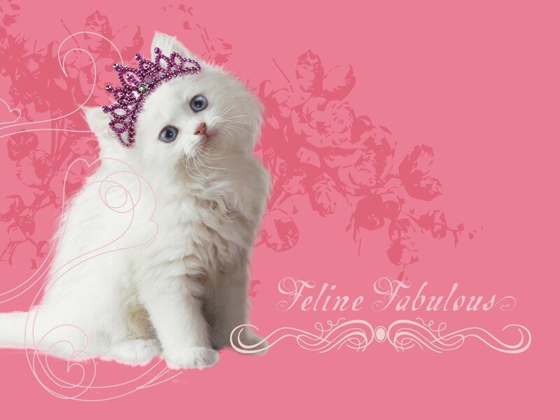 white kitten with tiara