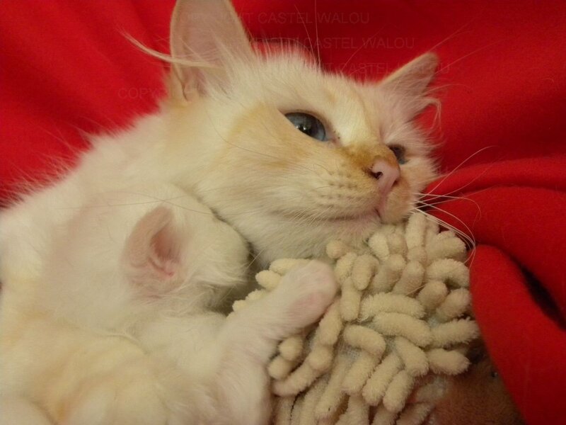 White Kitten with Toy