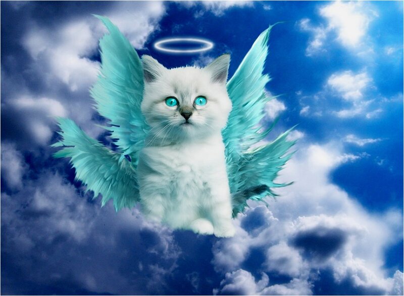White Kitten with Wings — Blue