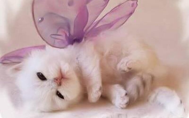 White Kitten with Wings — Peaceful, Photograph