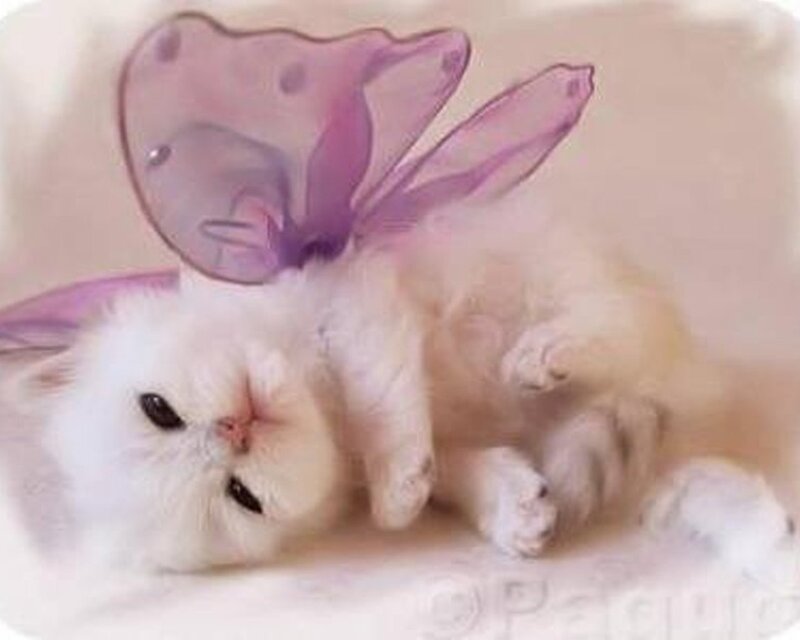 White Kitten with Wings — Peaceful