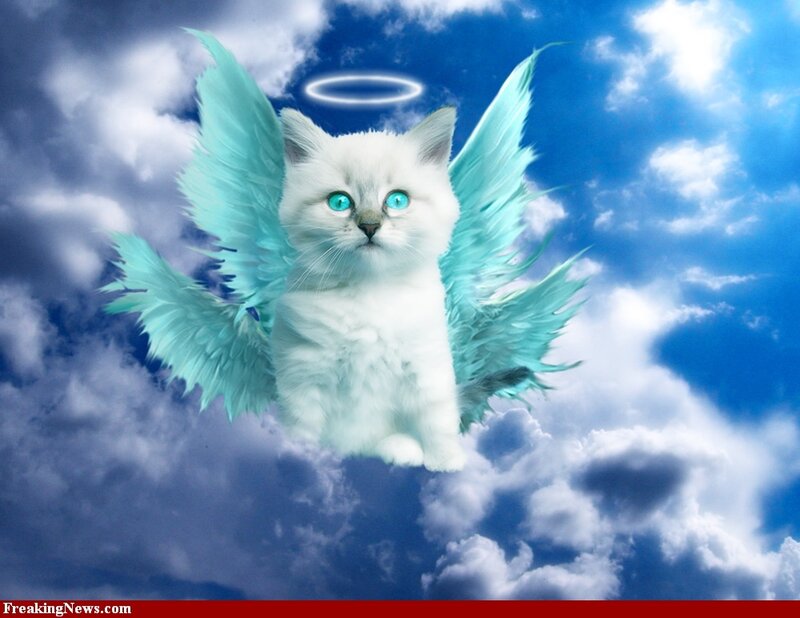 White Kitten with Wings