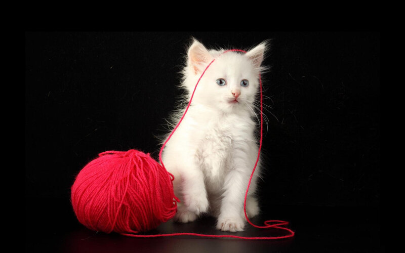 White Kitten with Yarn — Calm, Photograph