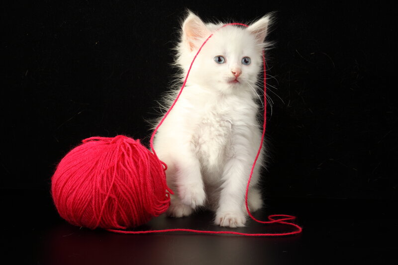 White Kitten with Yarn — Calm