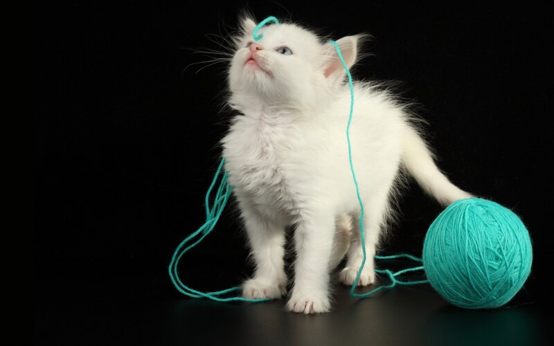 White Kitten with Yarn — Playful, Photograph