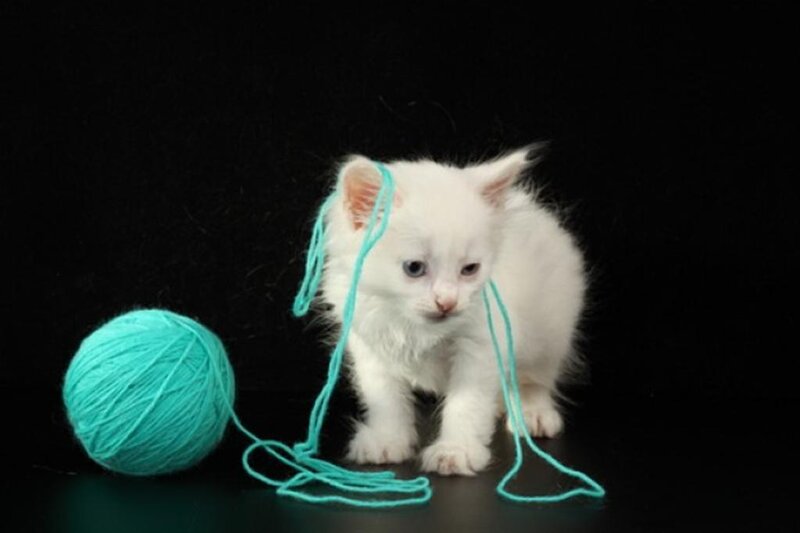 White Kitten with Yarn — Playful
