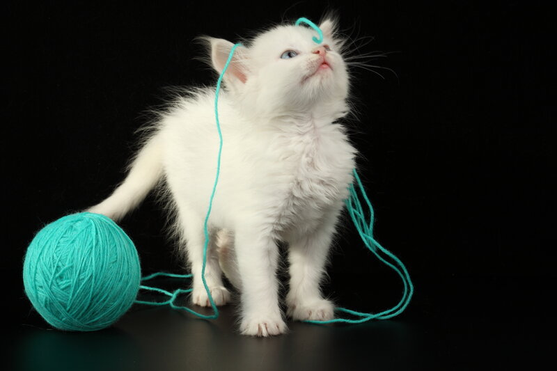 White Kitten with Yarn
