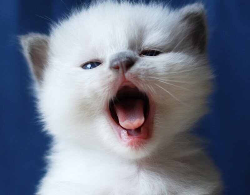 White Kitten Yawning — Calm, Photograph, Blue Background