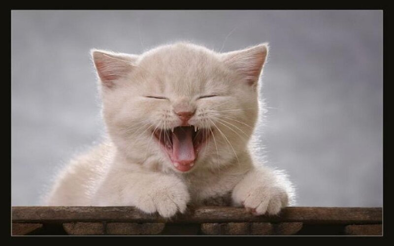 White Kitten Yawning — Calm, Photograph, Cat