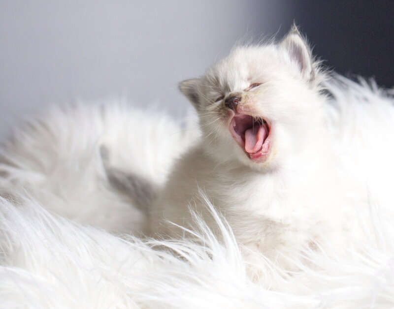 White Kitten Yawning — Calm, Photograph, Fluffy Surface