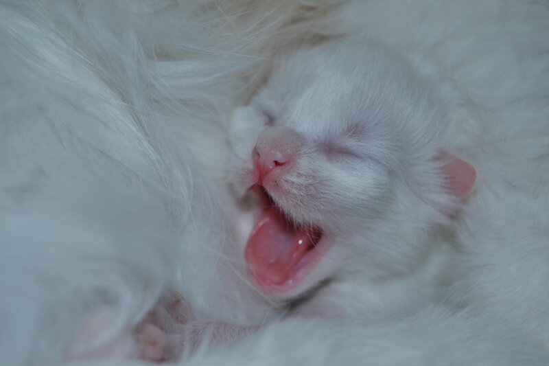 White Kitten Yawning — Calm, Photograph, Fur