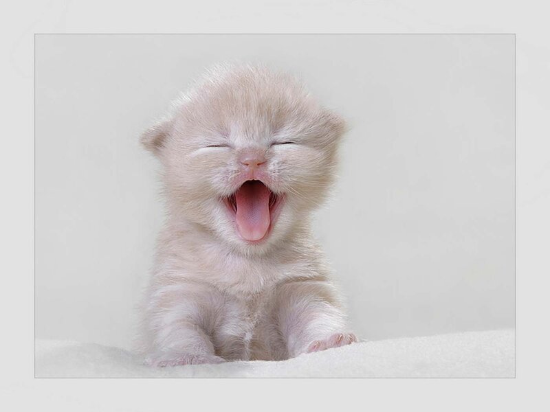 White Kitten Yawning — Calm, Photograph, Furry