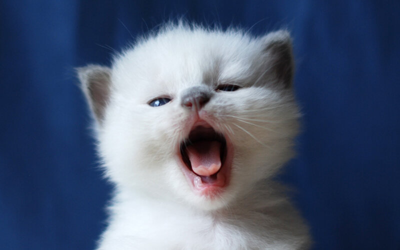 White Kitten Yawning — Calm, Photograph