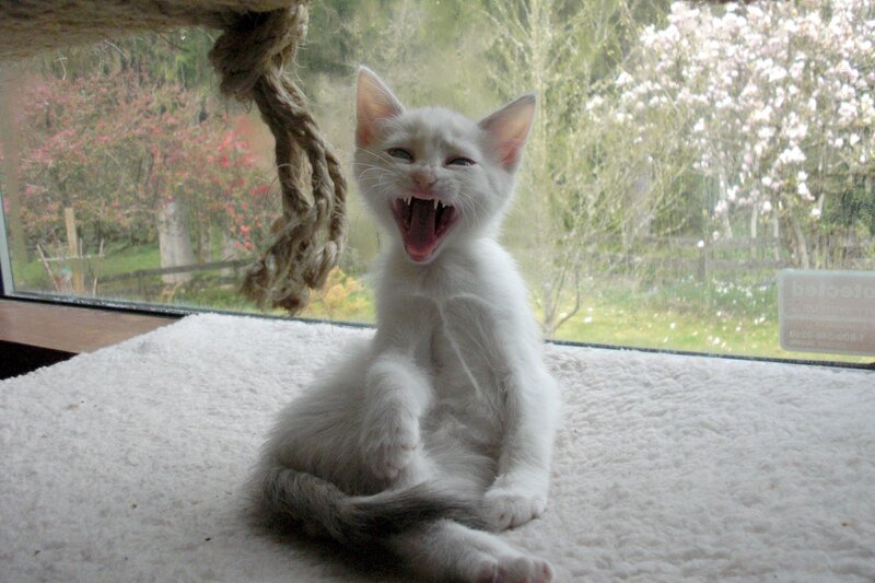 White Kitten Yawning — Calm